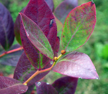 Growth Stages - Blueberries